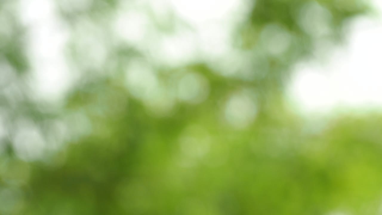 bokeh de hojas de bambú borrosas con luz solar