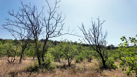 A-view-of-a-landscape-in-Crimea,-featuring-dry-trees-and-lush-bushes