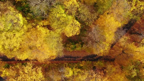 aerial forest in amazing autumn shades with road hiding under treetops