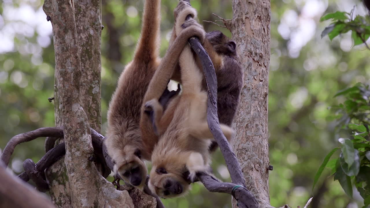 mono aullador plafyul jugando entre sí