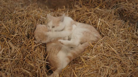 playful ginger little kittens on the straw at the barn