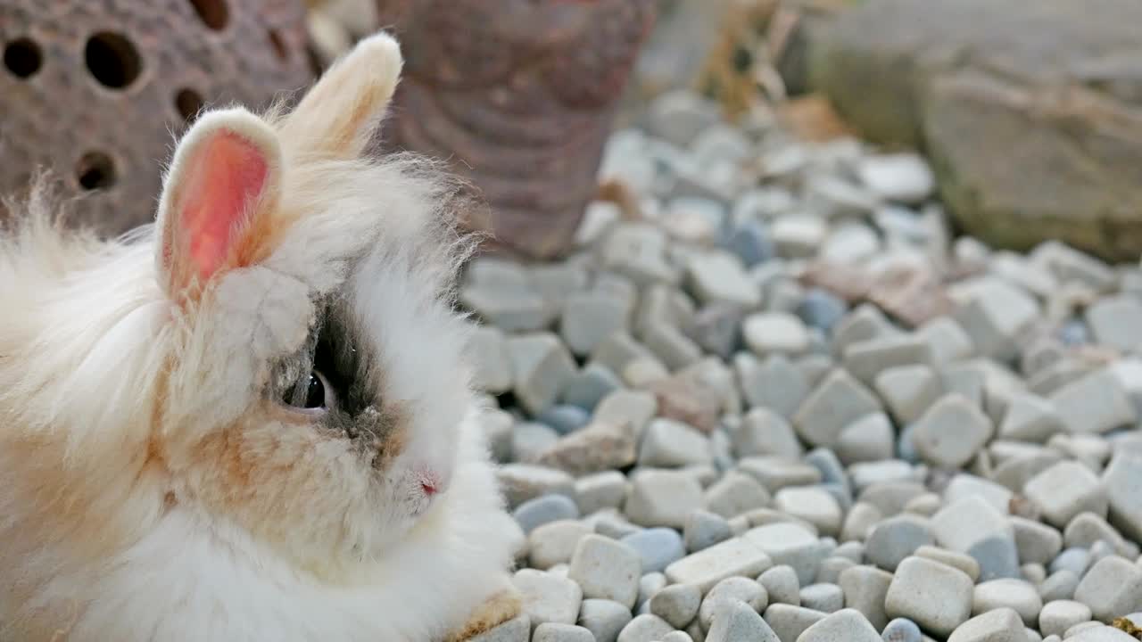 정원에서 앉아 있는 작은 토끼.