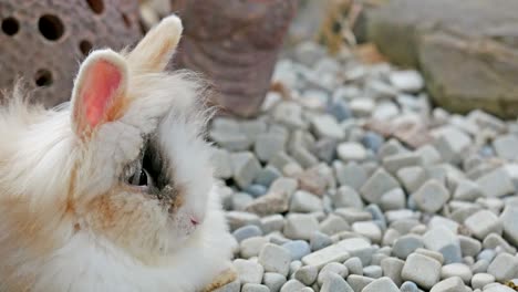 un conejo pequeño sentado en el jardín.