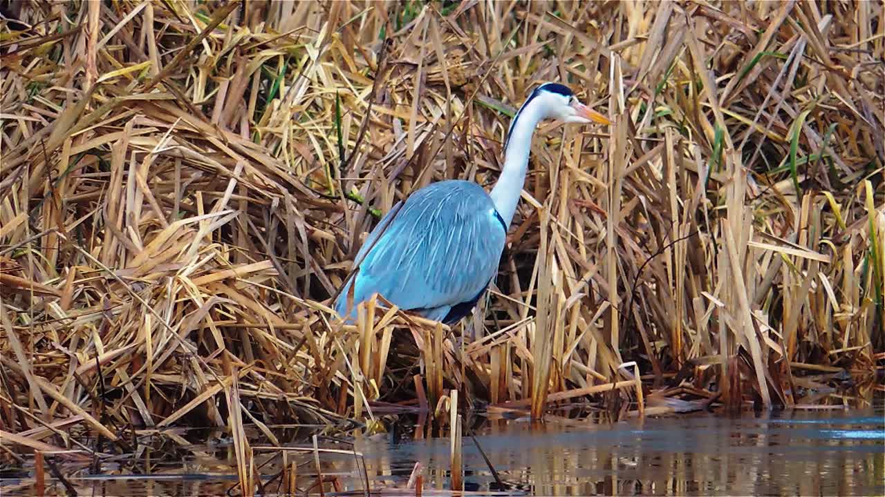 hermosa garza gris está cazando comida, lago danés en dinamarca