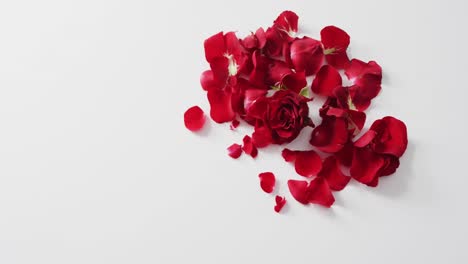 red rose and petals lying on pink background at valentine's day