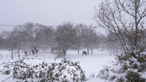 lone horse in the snow