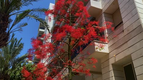 el braquicitón de hojas de arce, también conocido como sterculia de hoja de arce o árbol ardiente (brachychiton acerifolius)