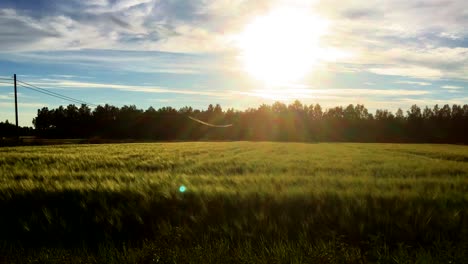 Pasando-Un-Campo-De-Hierba-De-Trigo-Durante-La-Puesta-De-Sol-De-La-Hora-Dorada,-Llegando-A-Una-Encrucijada-Rural,-Hermosa-Naturaleza