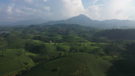 Aerial-view-of-Long-Coc-tea-hill,-Vietnam