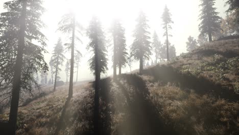 calm moody forest in misty fog in the morning