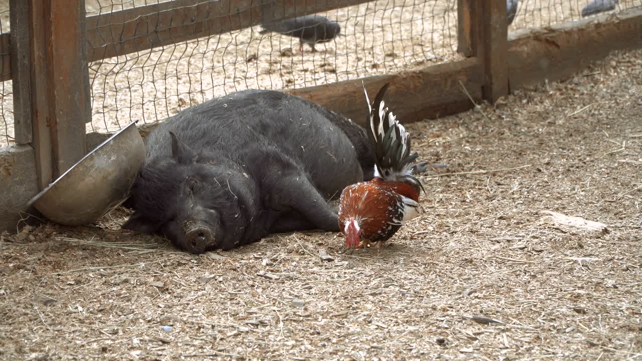 Maiale. Il maiale dorme.