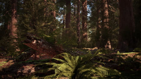 Early-morning-sunlight-in-the-Sequoias-of-Mariposa-Grove