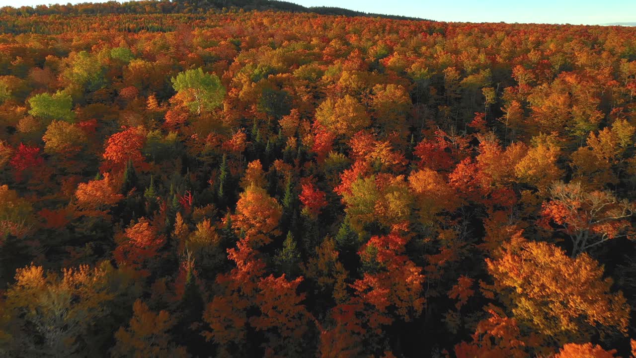 Aerial Footage Flying up a forested hill in full autumn colors