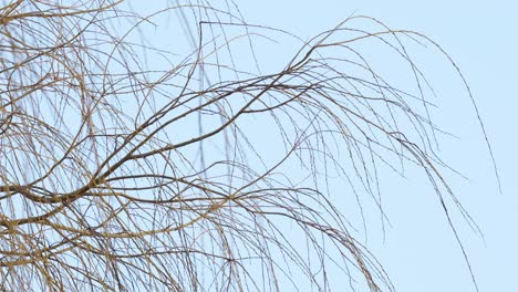 flock of small birds, yellow tits sitting in a weeping willow tree against a blue sky