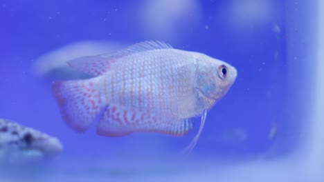 Vibrant-dwarf-gourami-fish-gracefully-floats-within-the-confines-of-its-tank