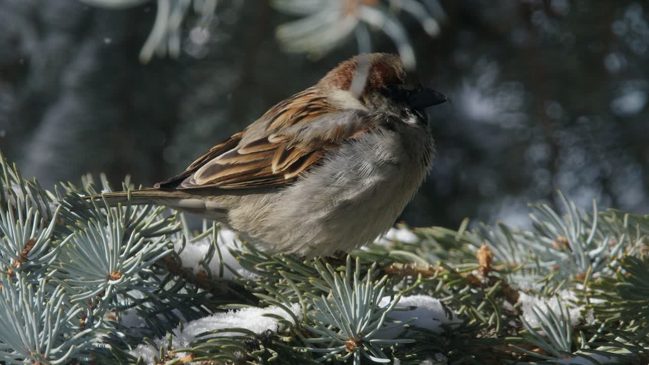 가까운 남자 집벌레가 눈 인 소나무 바늘 가지에 앉아, 겨울