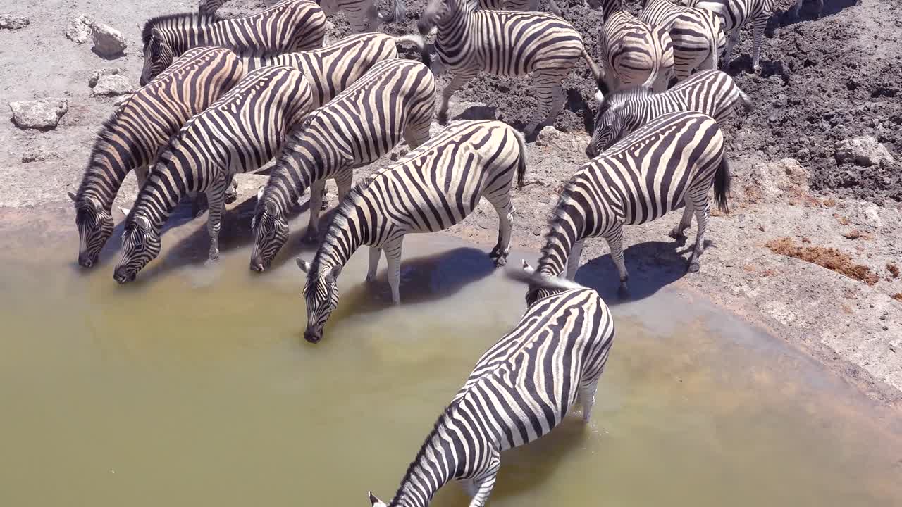 las cebras beben y se asustan fácilmente en un abrevadero en el parque etosha namibia áfrica