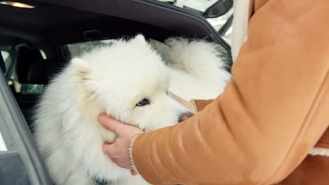 owner petting in slow motion his samoyed dog in the trunk of his car