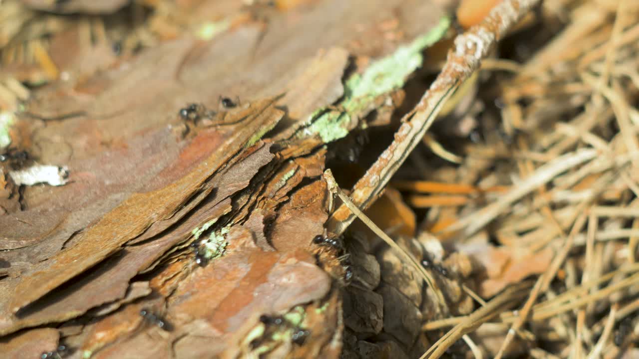 hormigas sedosas se mueven en el nido, hormiguero con hormigas sedosas en primavera, trabajo y vida de las hormigas en un hormiguero, día soleado, macro de primer plano, poca profundidad de campo