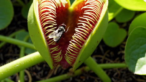 a fly inside a carnivorous plant