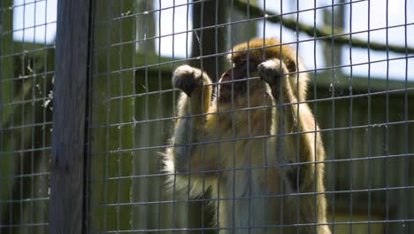 Pequeño-Mono-Sacado-De-Su-Hogar-Original-Y-Dejado-Para-Ser-Una-Atracción-Para-Los-Humanos-En-Un-Zoológico-Sintiéndose-Poco-Natural-Aferrándose-A-La-Cerca-De-Metal-Mirando-Alrededor-Nadie-Presta-Atención-A-Su-Cámara-Lenta