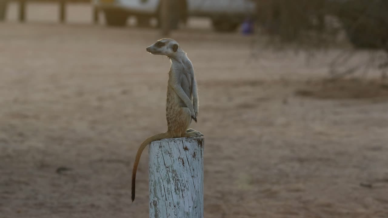 カルガラディ・トランスフロンティア・パークのキャンプ場で、棒の上に立って周囲を確認している、かわいいミーアキャットのワイドショット。