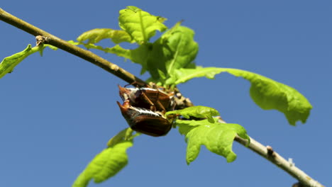 two cockchafers seating on the oak branch - macro shot against the blue sky