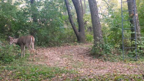 white tail deer - doe grazes on undergrowth