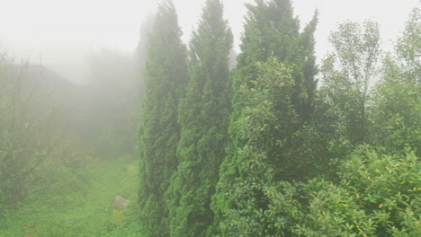 Panoramablick-Auf-Den-Grünen-Natürlichen-Gartenbaum-Mit-Nebligem-Nebel,-Mystische-Märchenlandschaft