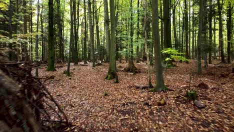 una carpa en el bosque verde