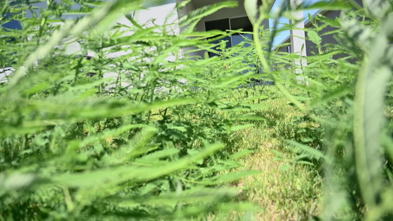 profundas malas hierbas rodean una nueva casa en el sur de florida, las reglas de hoa rotas césped abandonado