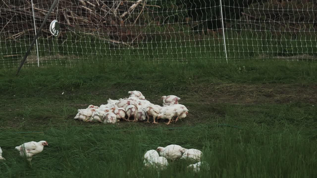 작은 농장 농가에서 먹을 닭