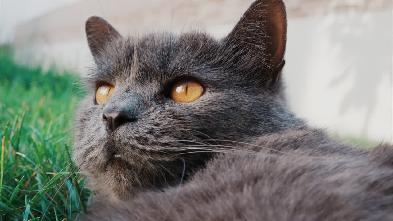 Gatto British Shorthair grigio rilassato che riposa sull'erba verde sotto una luce soffusa