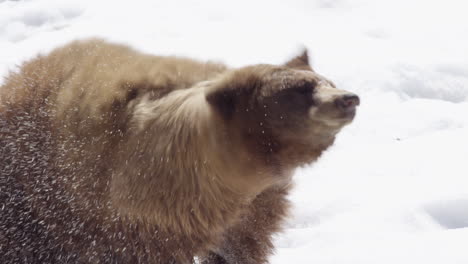 Ein-Braunbär,-Der-Sich-In-Den-Wintermonaten-In-Zeitlupe-Abschüttelt