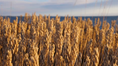 static shot of reeds waving in the wind, at golden hour, in justoy, aust-agder, south norway