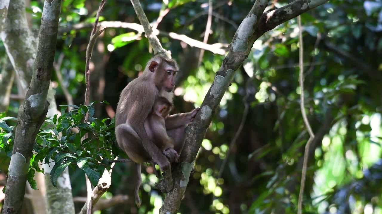 el macaco de cola de cerdo del norte es un primate comúnmente encontrado en el parque nacional de khao yai aunque es una especie vulnerable.