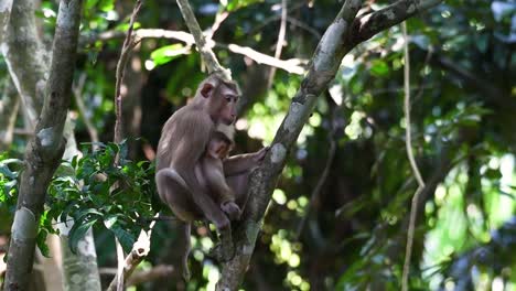 the northern pig-tailed macaque is a primate commonly found in khao yai national park though itâ€™s a vulnerable species