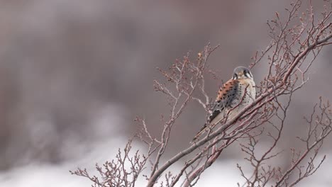 Amerikanischer-Turmfalke-Thront-Auf-Einem-Baum-In-Patagonien,-Während-Es-Schneit