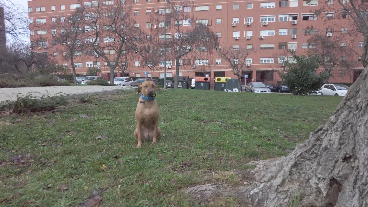 Cute Dog With Blue Collar Sits a lone In a Deserted Park