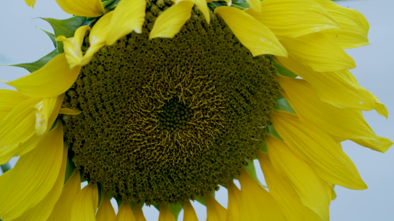 girasol de cerca en la suave brisa del viento hora dorada de otoño