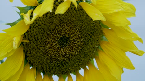 Sunflower-close-up-in-gentle-wind-breeze-autumn-golden-hour