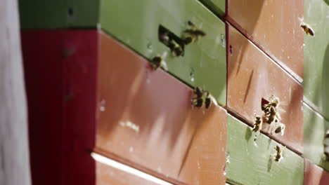bees entering a beehive