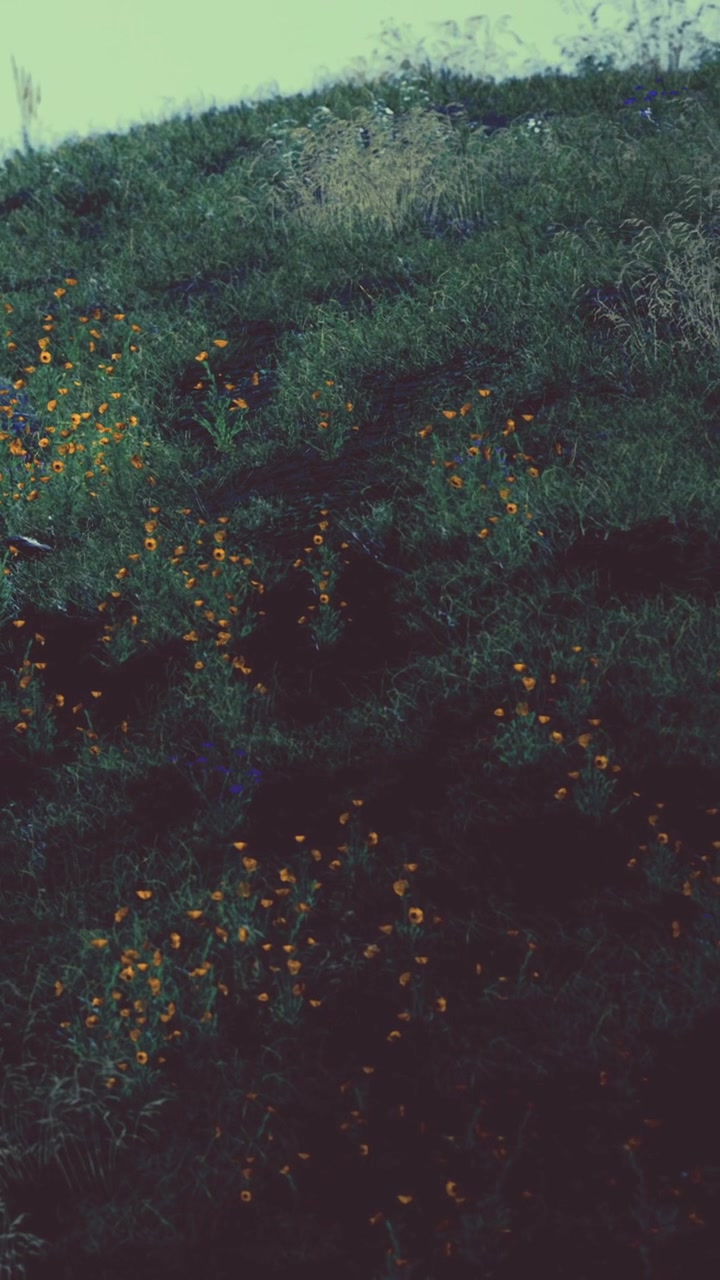 Fiori sbocciano su un pendio erboso in una giornata di sole primaverile