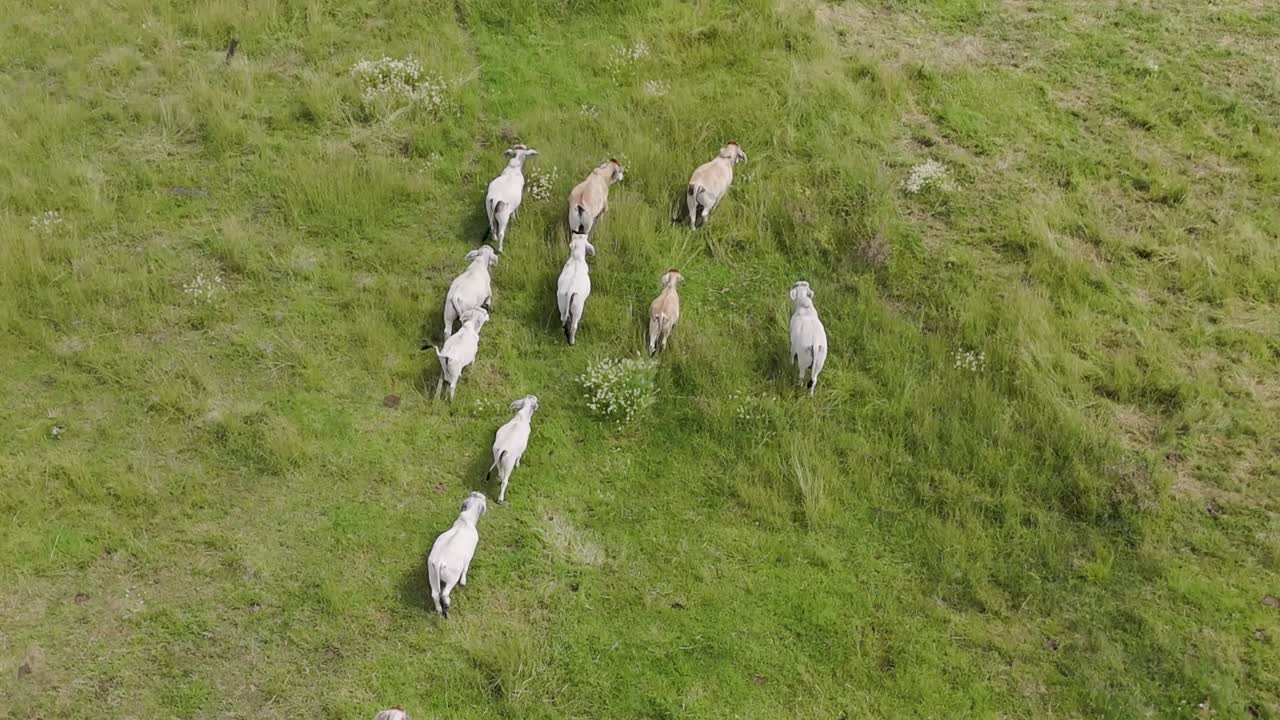 가축 들 이 농장 에서 무리 를 이루고 고 있다
