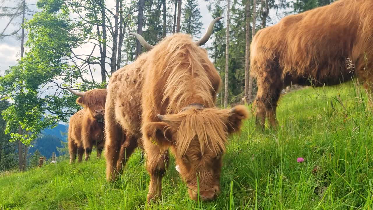 Young scottish highland calf curiously looking around on a green Swiss pasture in Bernese mountains on an overcast day in spring