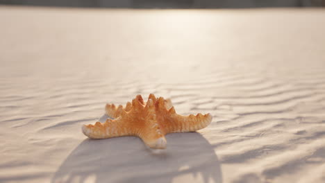 starfish on the beach at sunset