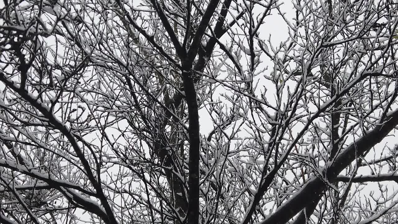 나뭇가지와 나뭇잎이 눈으로 뒤덮이는 것과 같은 고해상도 세부 사항으로 숲의 눈보라