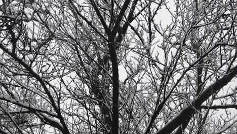 snowstorm in the forest, in high resolution details like branches and leaves getting covered in snow