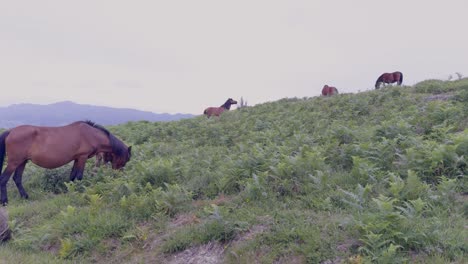 wild horses graze among the ferns on a hill in a mountain landscape.