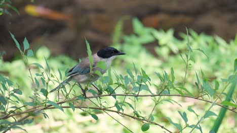 Beautiful-Azure-winged-Magpie-Bird-Perched-on-Thin-Tree-Branch---close-up